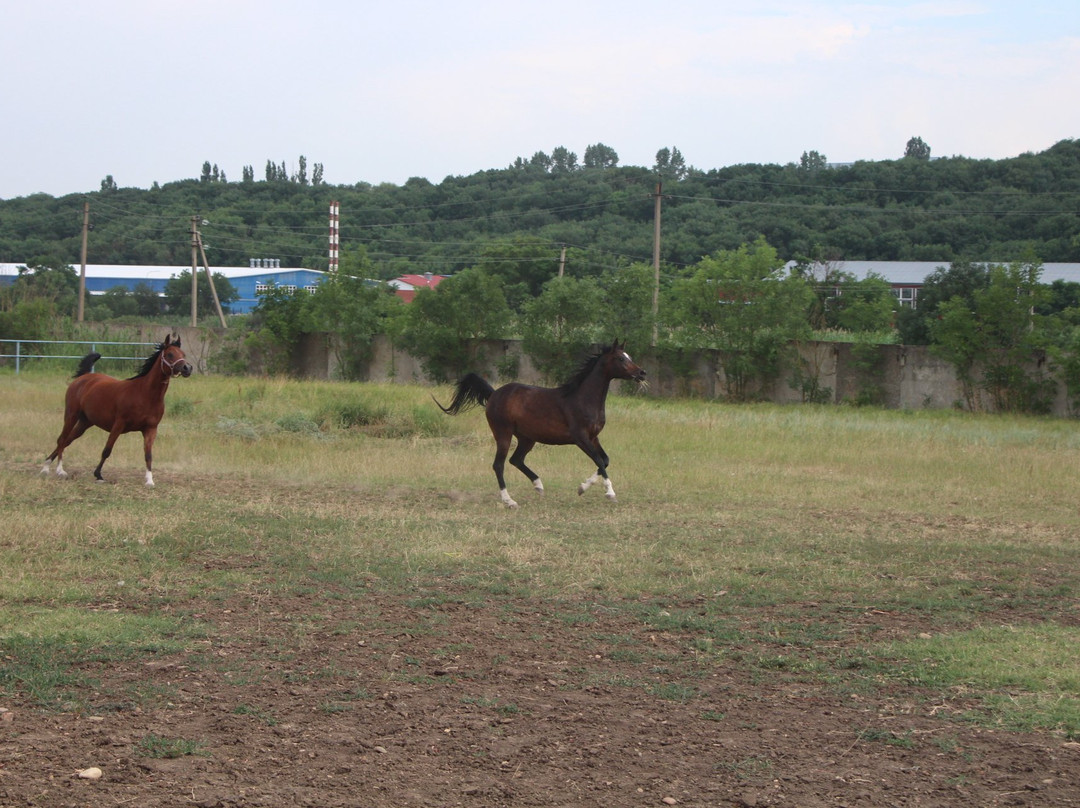 Terskiy Horse Ranch景点图片