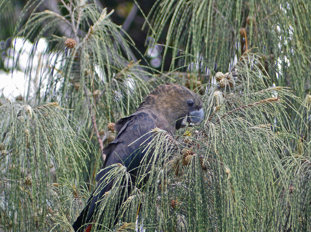 Tropical Treks Birding Adventures景点图片