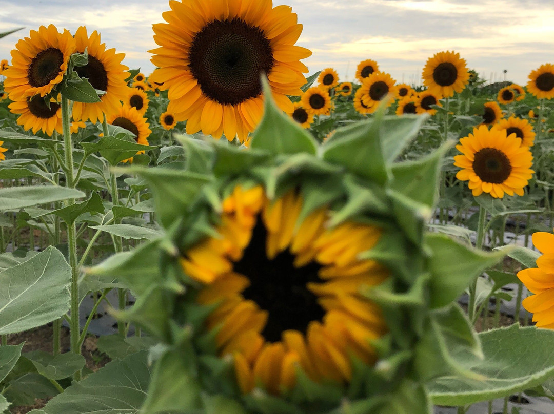 Girasoles Farm Candelaria-Candelaria必去景点