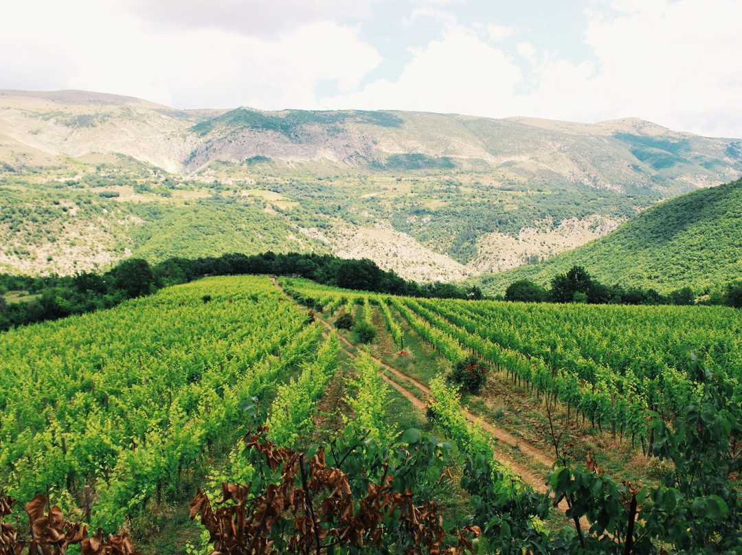 Secinaro旅游景点-Azienda Agricola Vigna di More