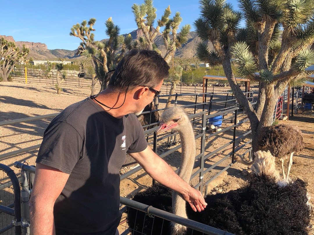 Joshua Tree Ostrich Ranch and Guest House-Dolan Springs必去景点