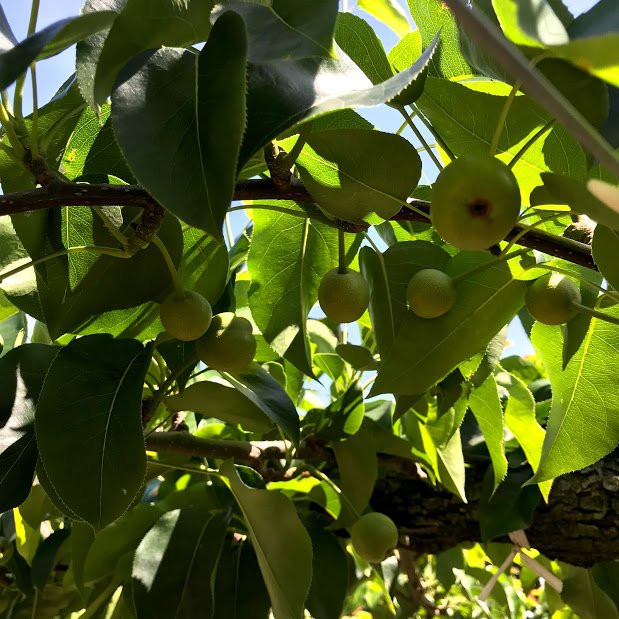 Hitatoribaru Orchards-日田市必去景点