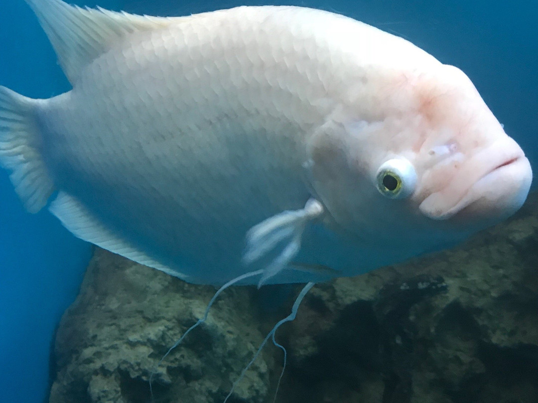 Khlong Khok Kham-龙仔厝必去景点