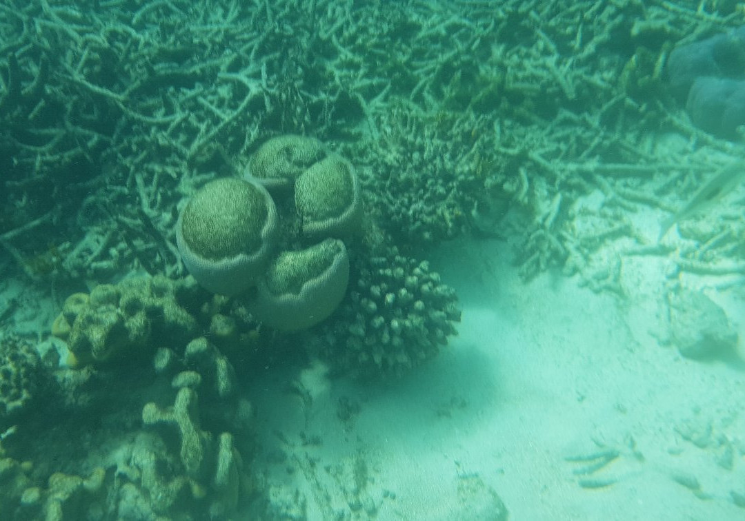 Sailaway Cape Tribulation-Cape Tribulation必去景点