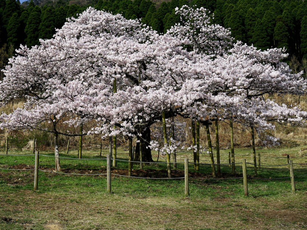 Kannon Sakura景点图片