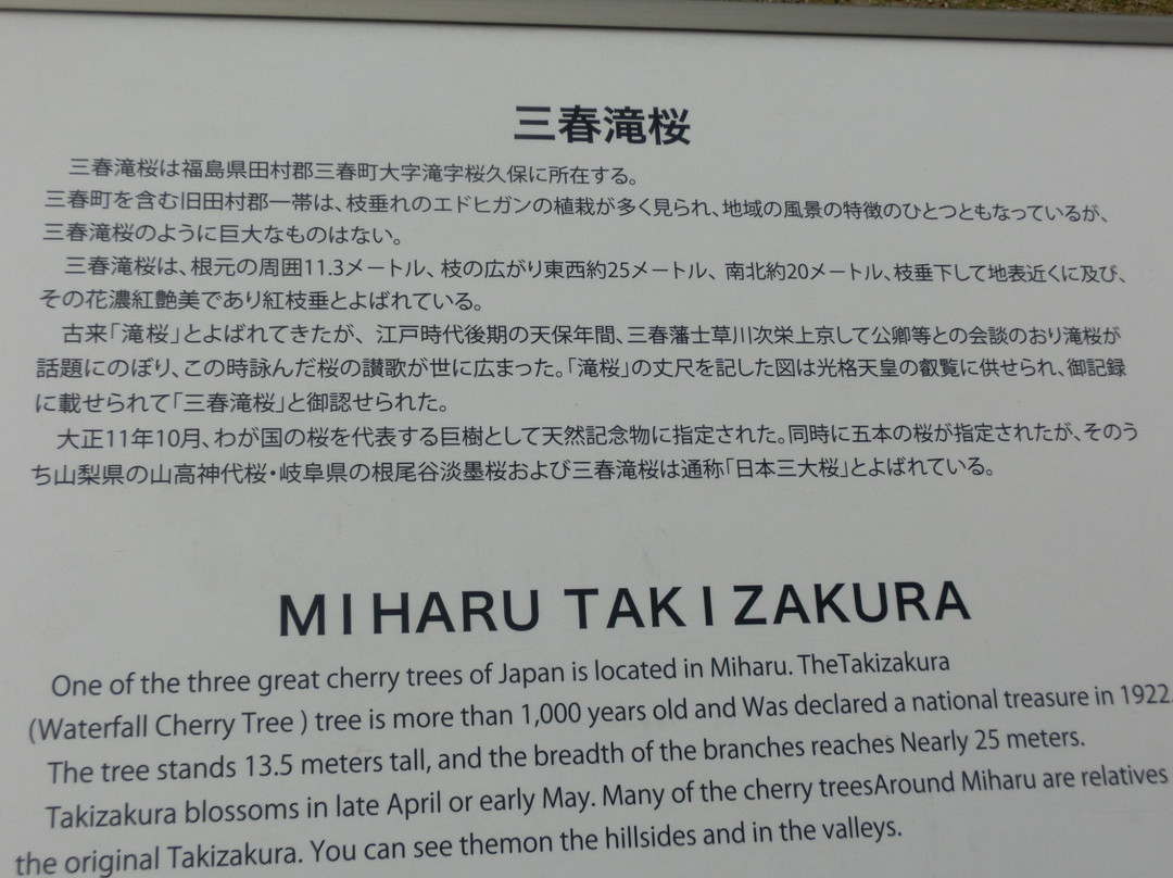 Miharutakizakura-三春町必去景点