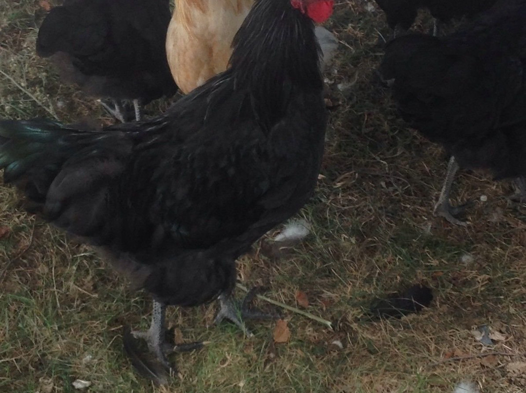 Outback Pony Rides-达博必去景点