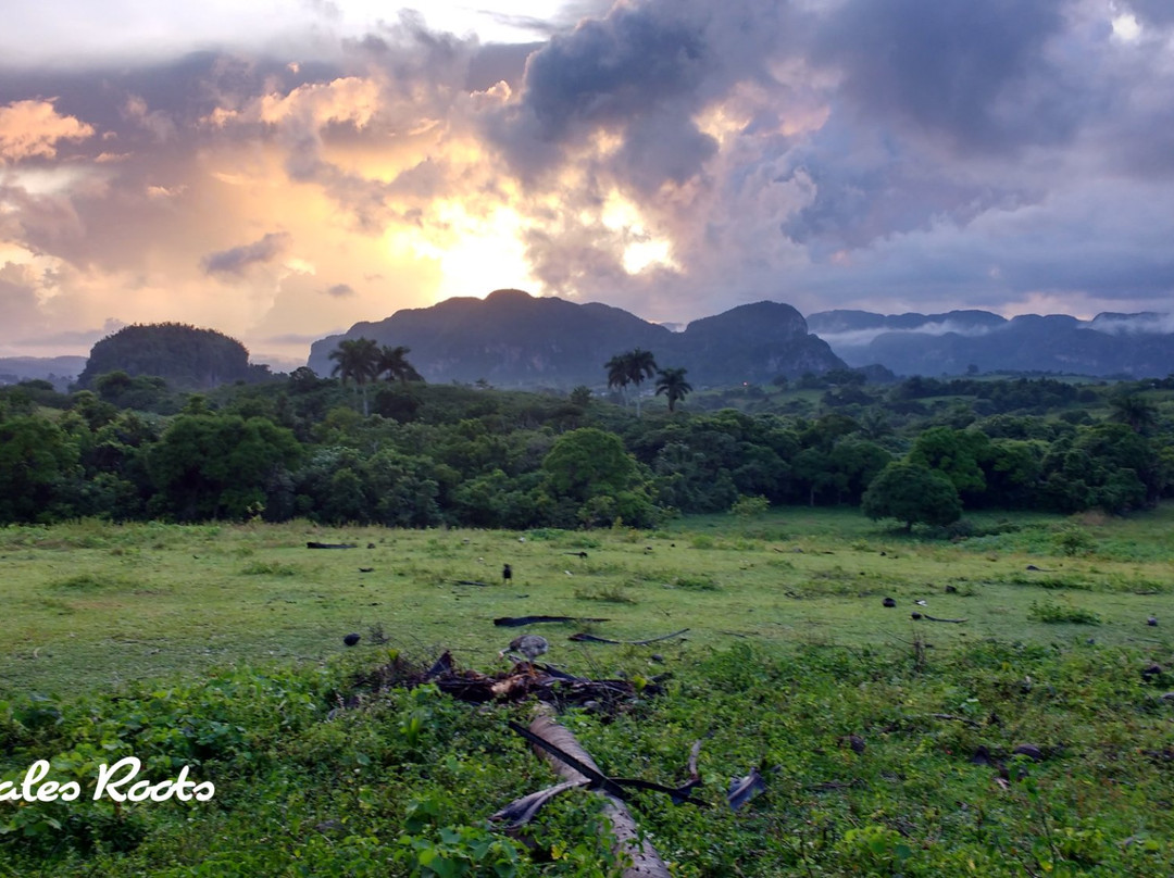 Vinales Roots景点图片
