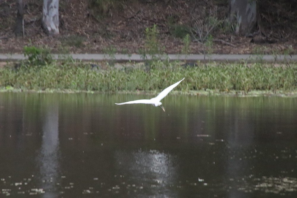 Reg Tanna Park-Gladstone必去景点