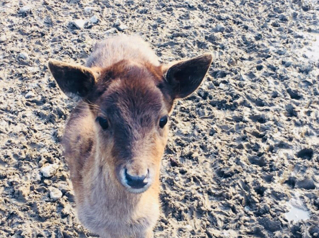 Wildpark Venusberg景点图片