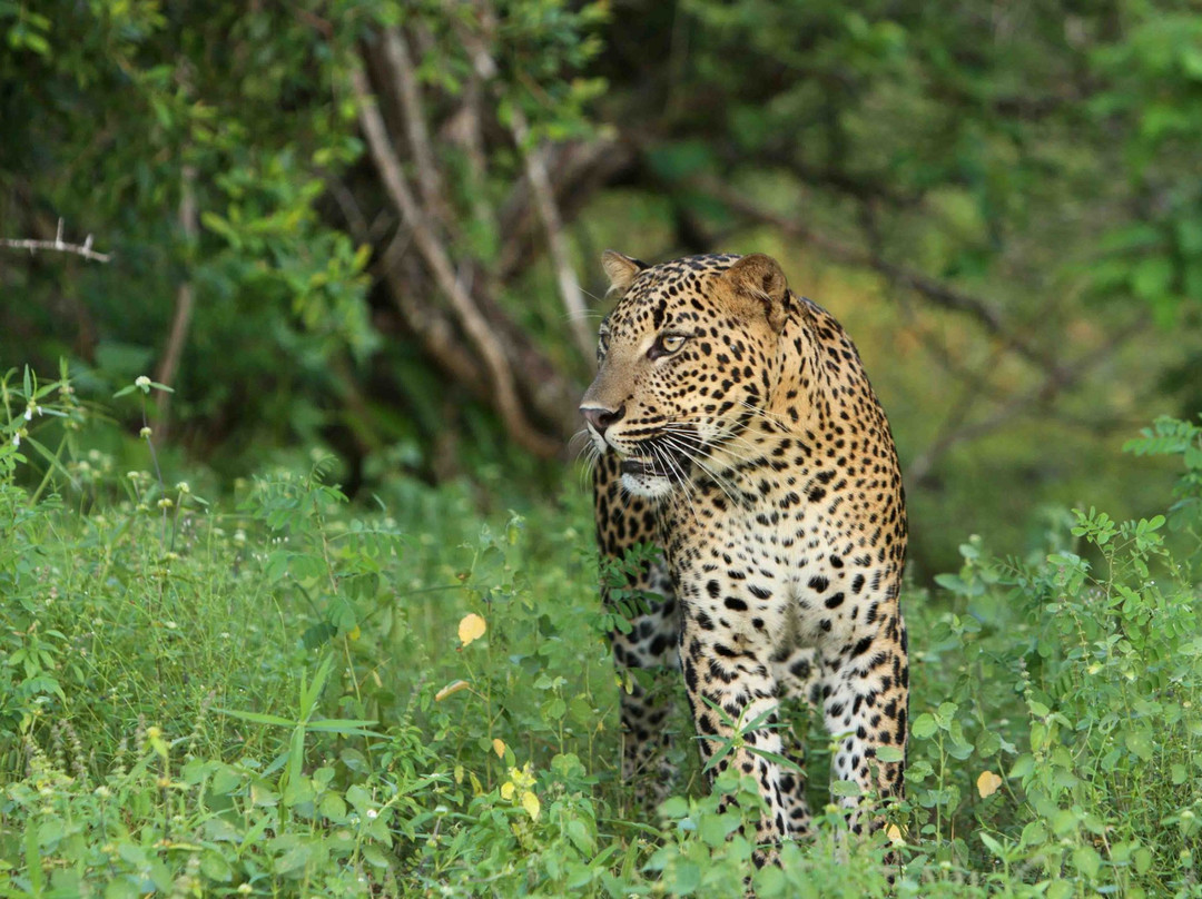 Leopard Safaris Yala主图