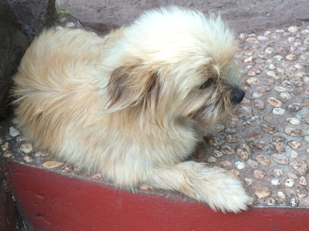 Anino Kite Resort主图