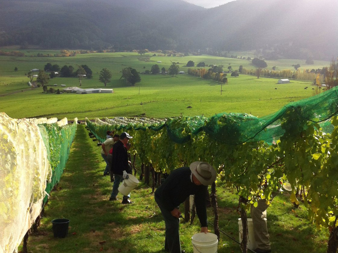 Leven Valley Vineyard-Gunns Plains必去景点