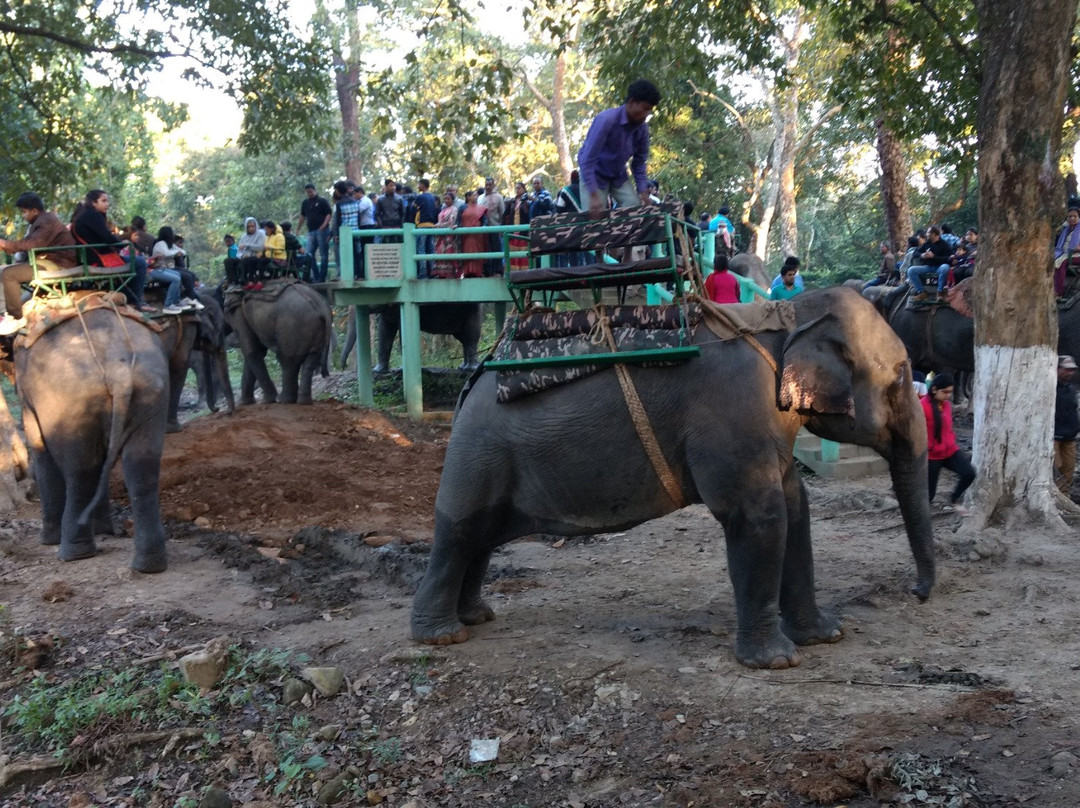 Kaziranga National Park景点图片
