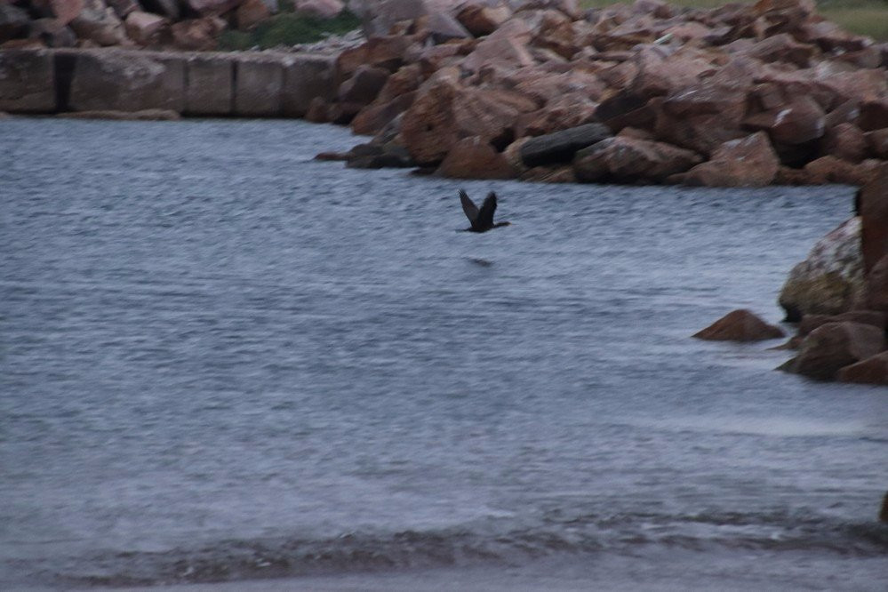 Dingwall Beach-Dingwall必去景点