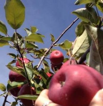 Chick's Apple and Berry Farm景点图片