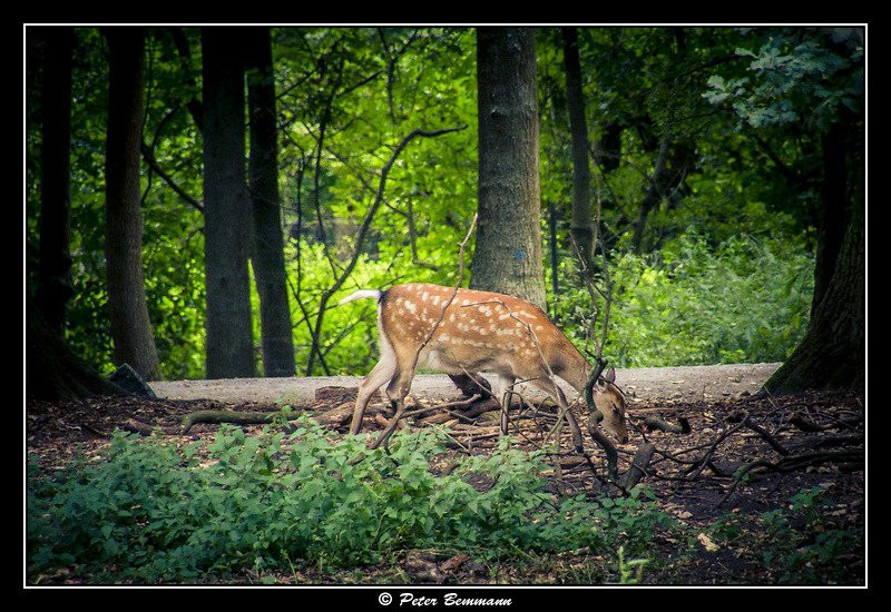 Wildpark Rheingönheim景点图片