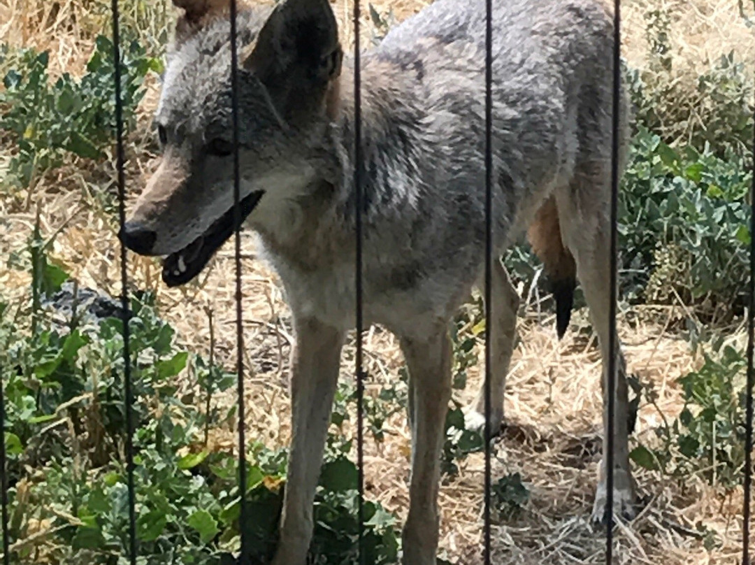 Zoo Idaho-波卡特洛必去景点