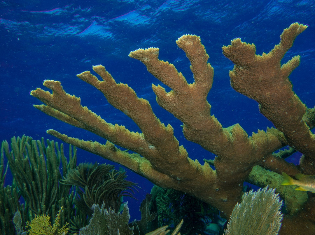 Molasses Reef-拉哥岛必去景点