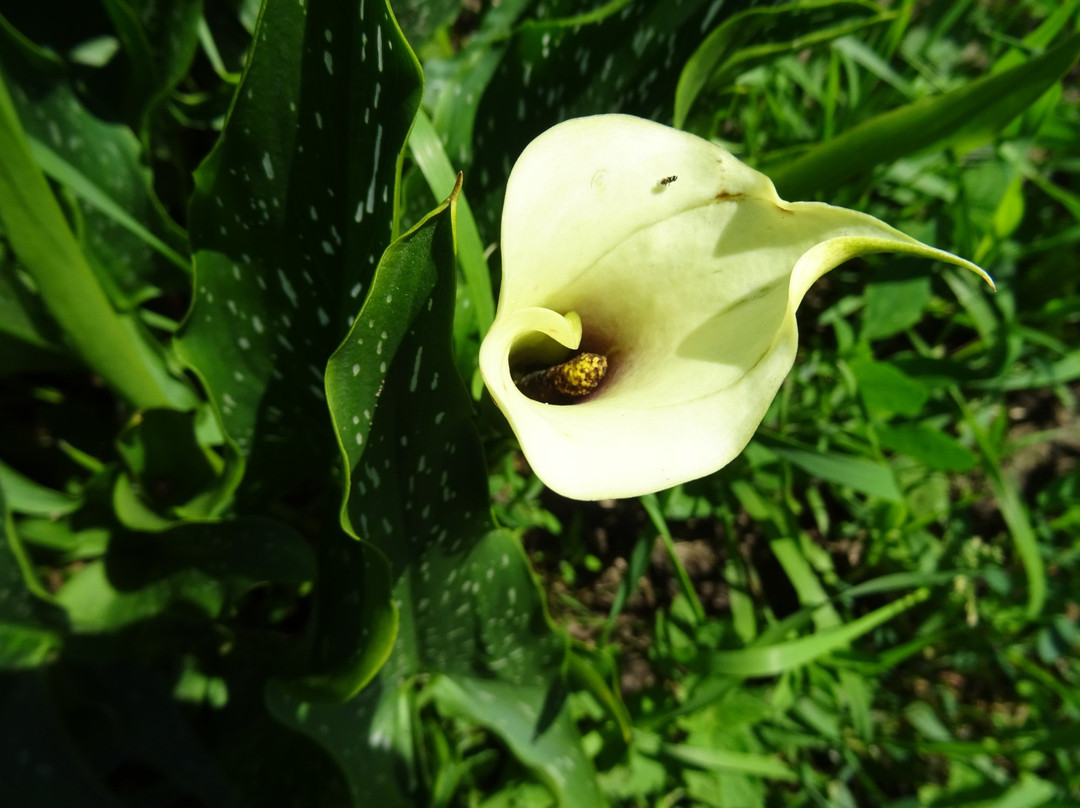 Snijbloemen Pluktuin Bakkum景点图片