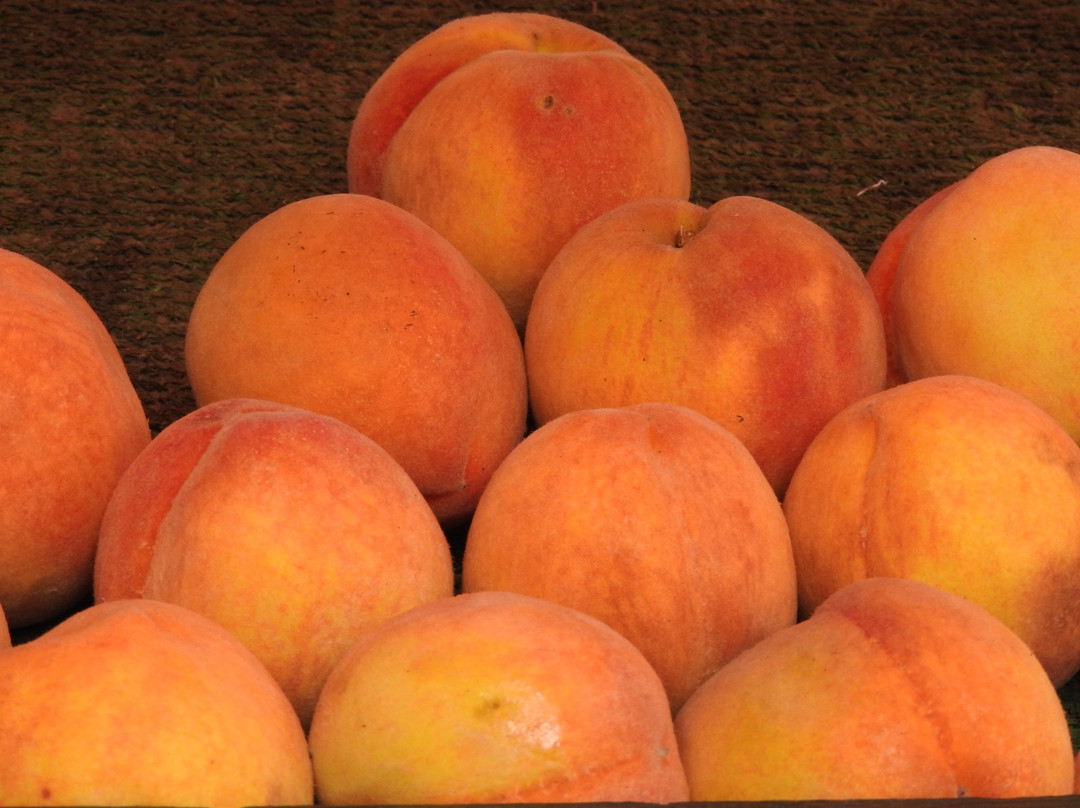 Burton Brooks Peach Orchard-Barney必去景点