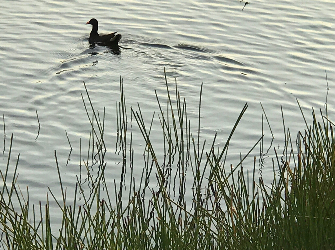 Tom Bennett Park-布雷登顿必去景点