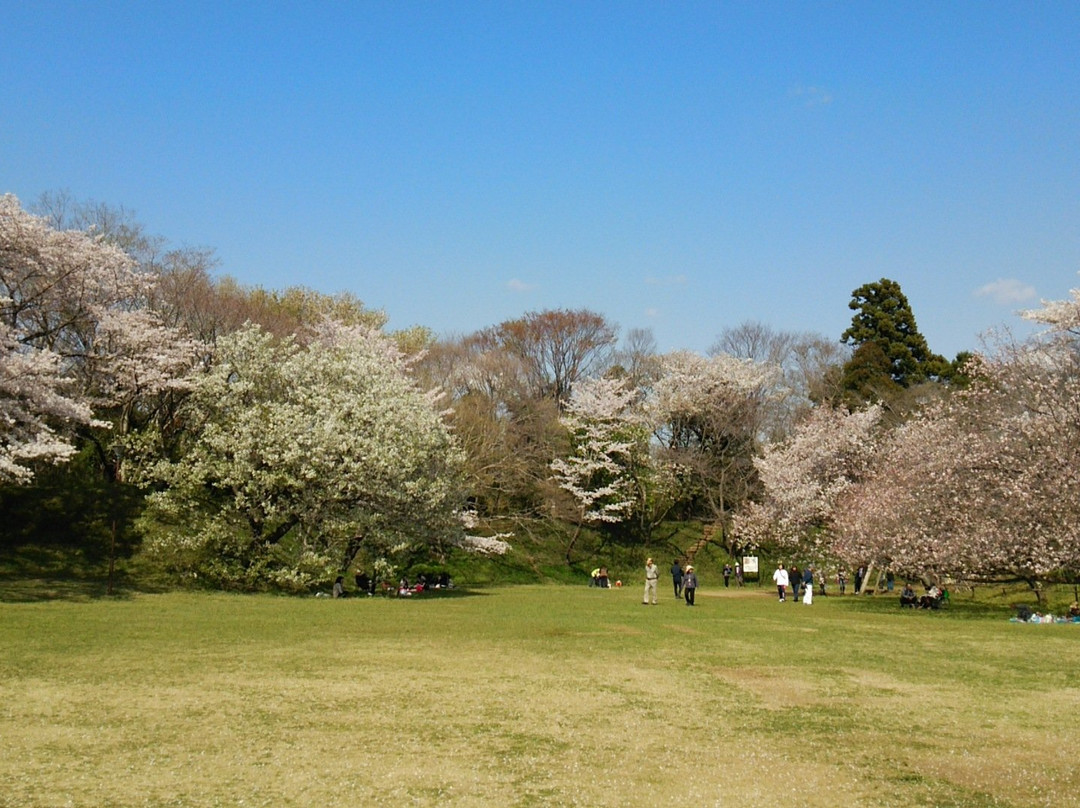 Sakura Castle Site Park景点图片