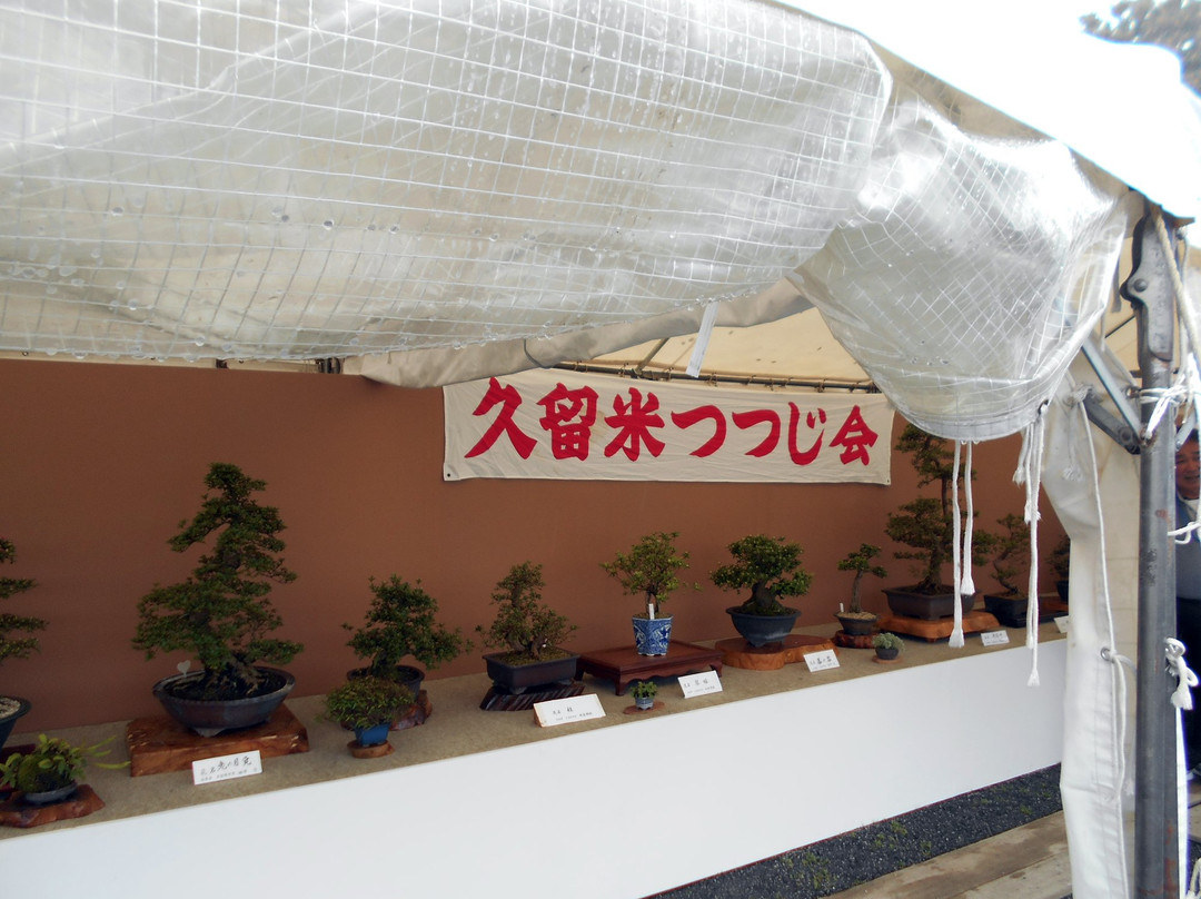 Kurume Azalea Festival景点图片