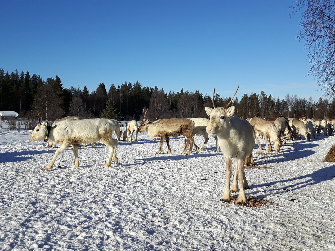 Kujala Reindeer Farm景点图片