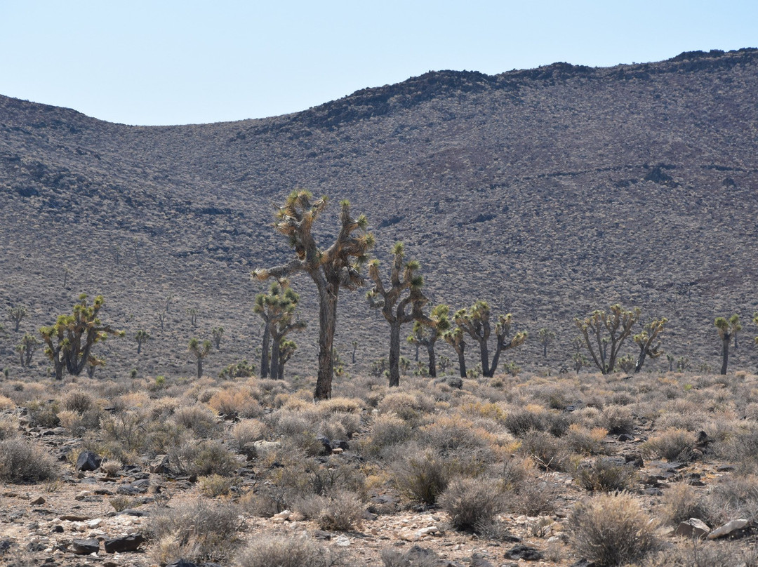 Lee Flat Joshua Trees-死亡谷国家公园必去景点