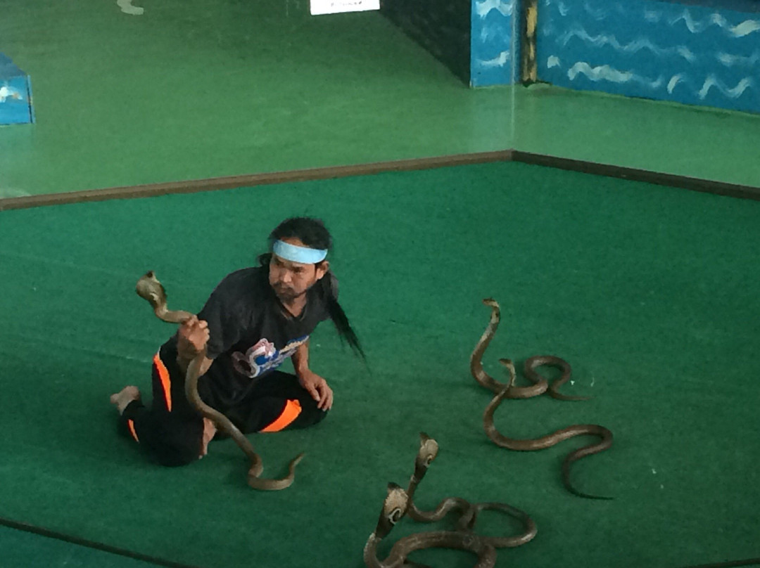 Cobra Show景点图片