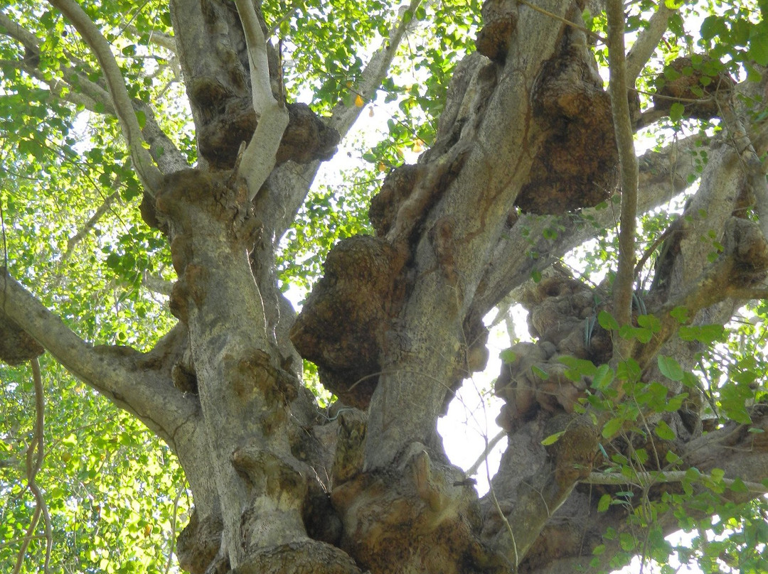 El Arbol de los Muertos景点图片