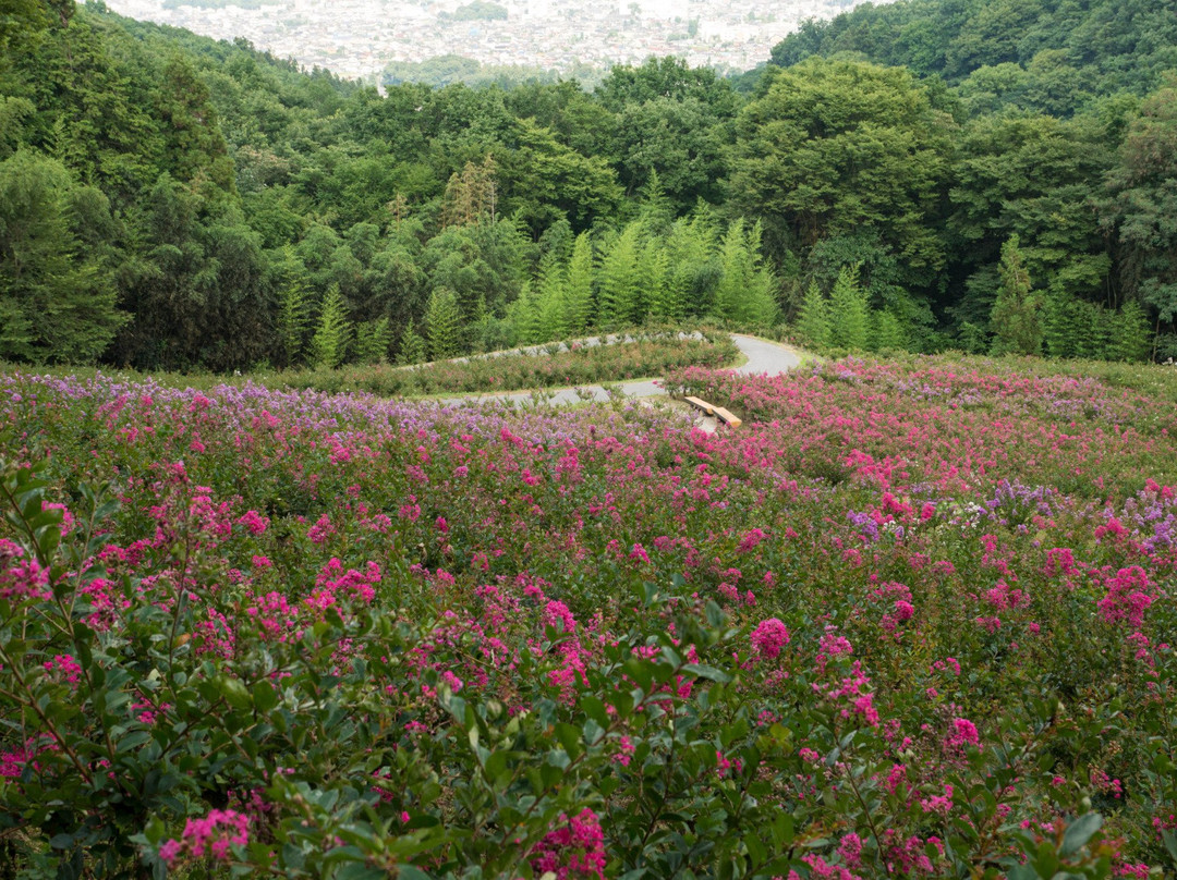 Chichibu Muse Park-小鹿野町必去景点