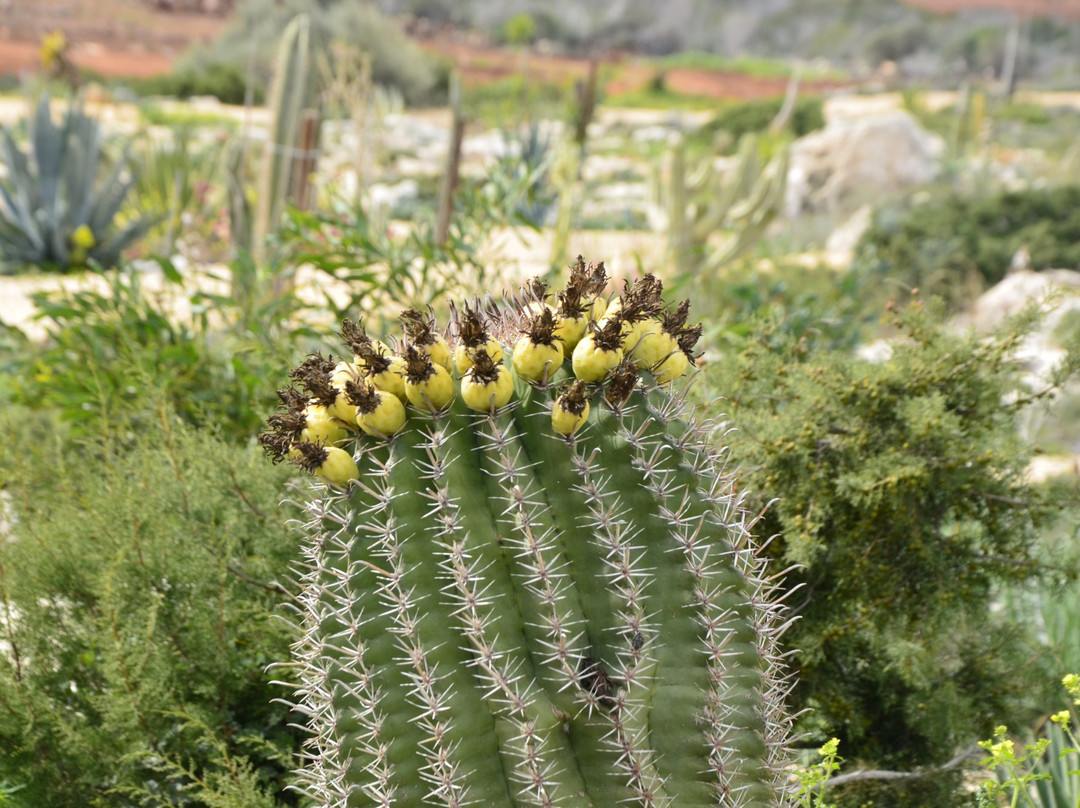 Ayia Napa Cactus Park景点图片