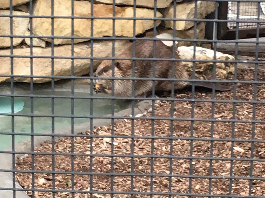 Kansas Wildlife Exhibit-威奇托必去景点
