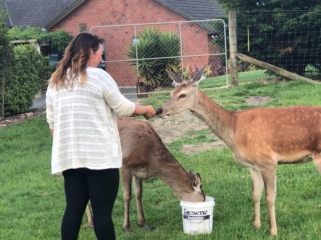 Springcurl Lodge Bed & Breakfast主图