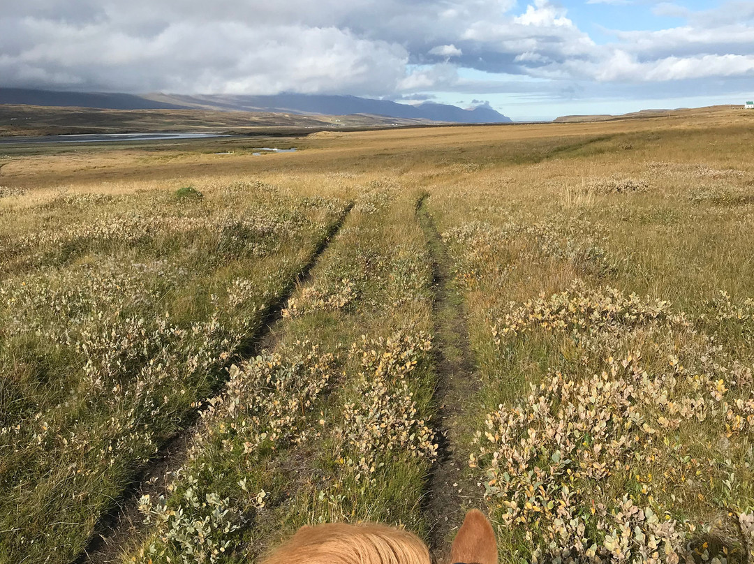 Stori-Bakki Riding Tours-埃伊尔斯塔济必去景点