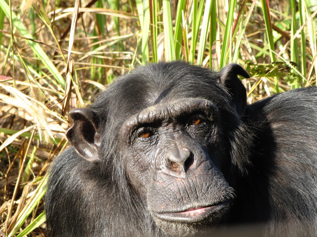 Chimfunshi Wildlife Orphanage-Chingola必去景点