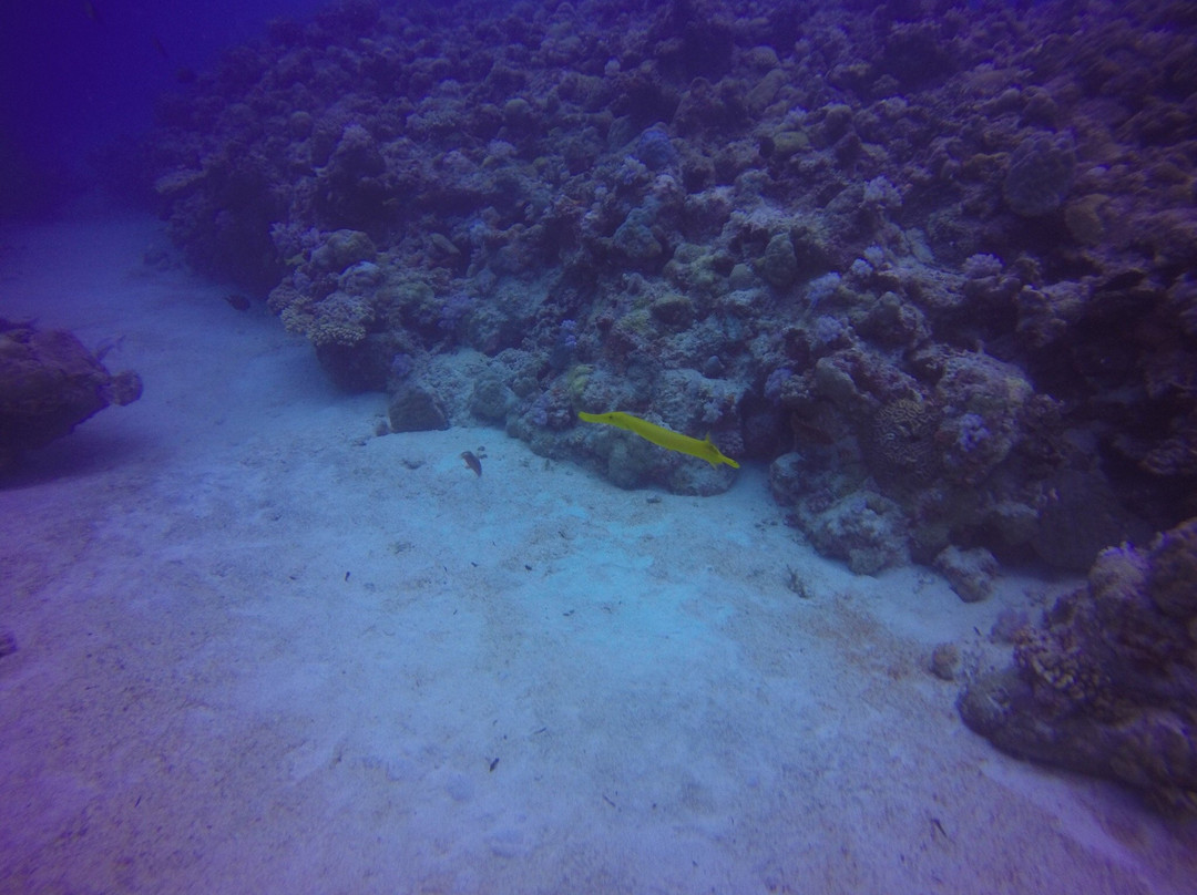 DiveSail Travel景点图片