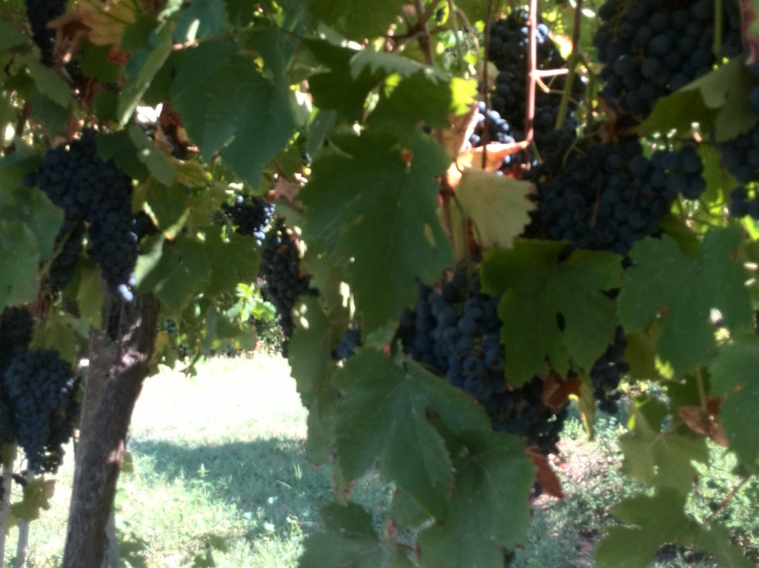 Castello di Luzzano-Rovescala必去景点