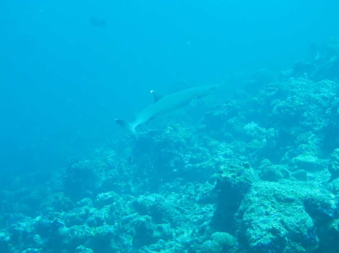 Dive Plus Ukulhas景点图片