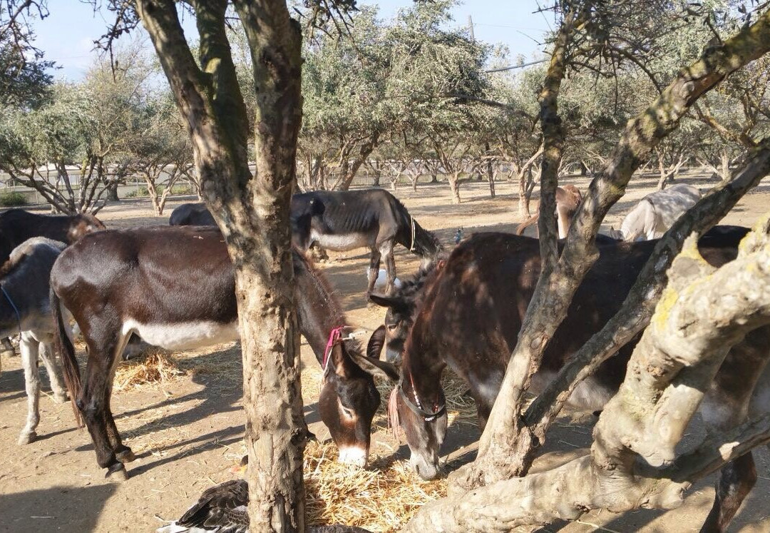 Agia Marina Donkey Rescue Sanctuary景点图片