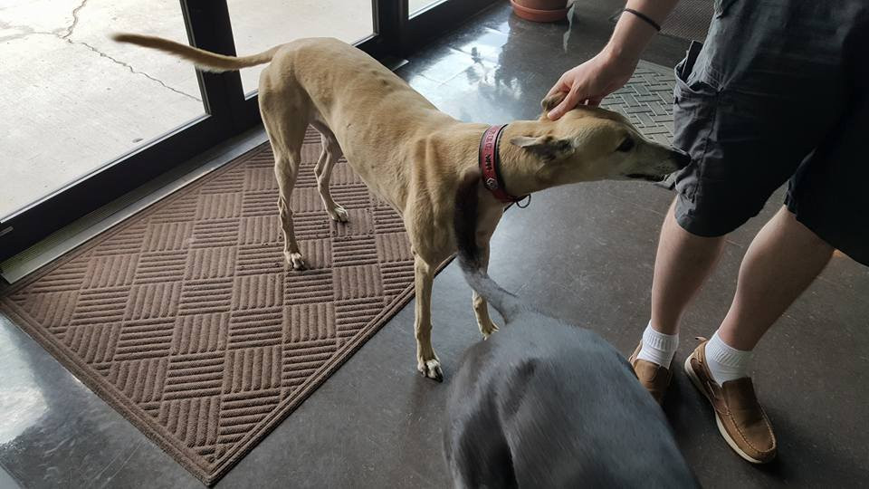 Greyhound Hall of Fame-Abilene必去景点