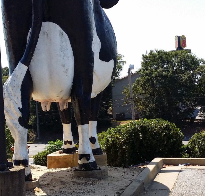 Kadie the Cow of Columbus-哥伦布必去景点