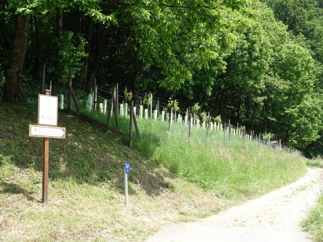 Edelkastanienwald und Waldlehrpfad-阿特湖畔翁特拉赫必去景点