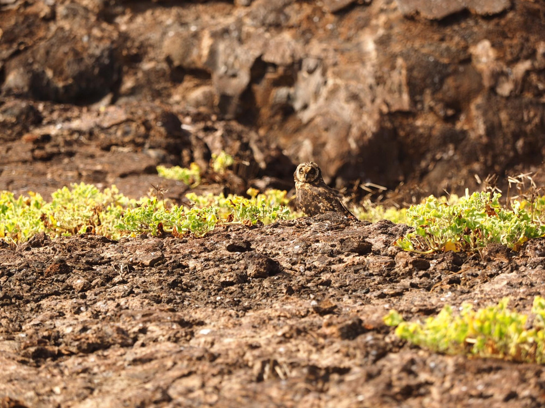Darwin Trail-Genovesa必去景点