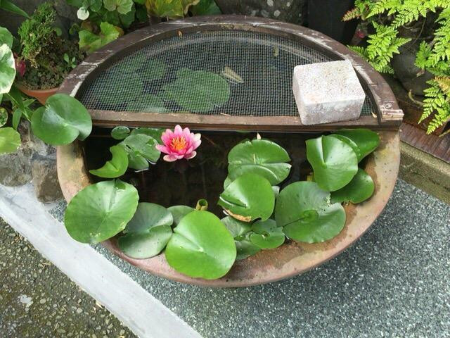 Takenobo主图