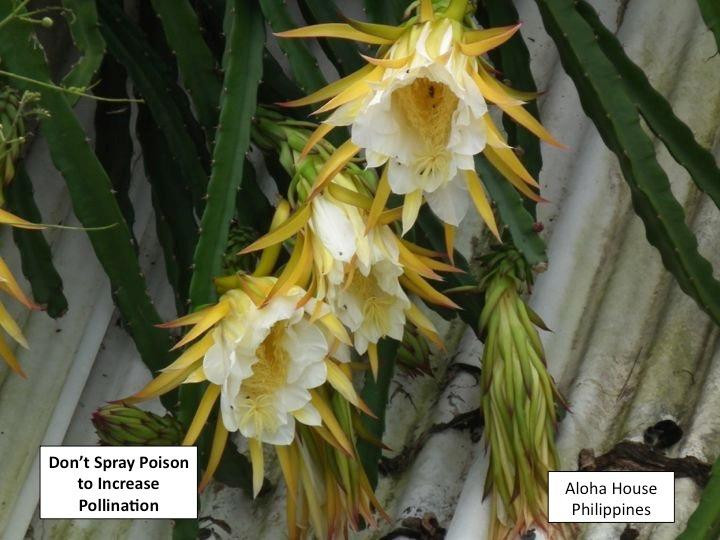 Aloha Natural Farm-公主港必去景点