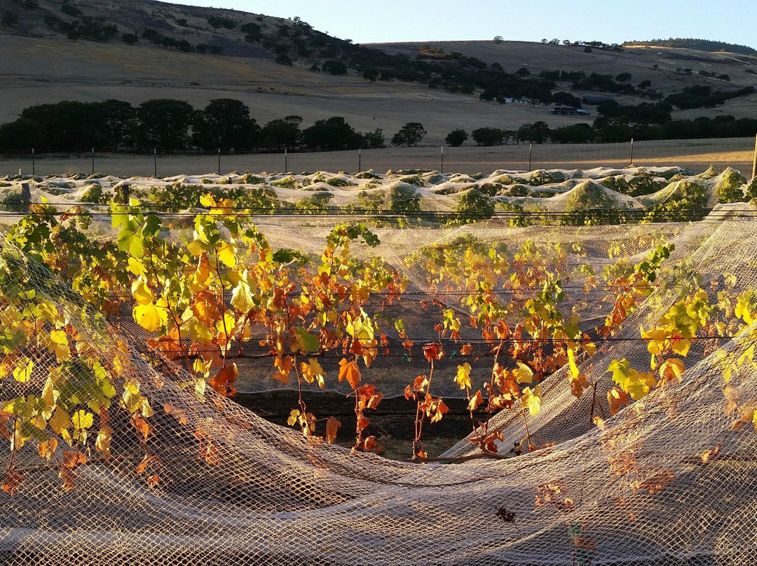 Grizzly Peak Winery-阿什兰必去景点