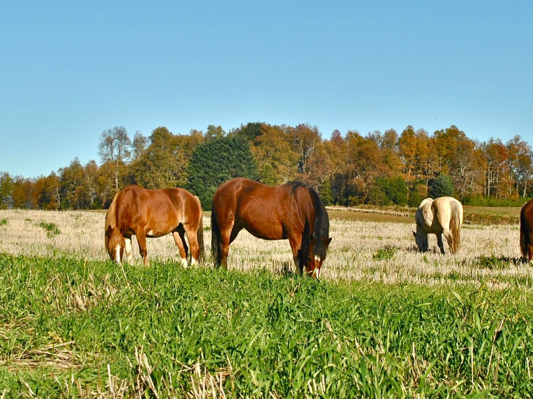 Corral del Sauce-维多利亚必去景点